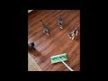 Cute kittens totally mesmerized by sweeper