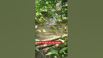 short nhấp vịt bắt cá lóc khủng #xuhuongyoutube