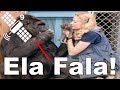 Mensagem da gorila Koko aos humanos