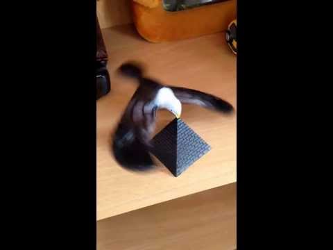 Балансирующая птица