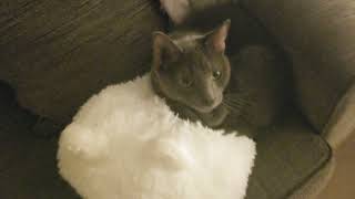 Small Cute Cat Sleeps with Doppelgänger of Belle the Fluffy Turkish Van by Mighty Funny Cats 16 views 2 years ago 1 minute, 1 second