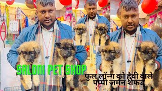 FULL LONG CAOTED GERMAN SAPPERD | LUCKNOW CHEAPEST PET SHOP | KANPUR PET SHOP by SALONI PET SHOP KANPUR 1,732 views 4 months ago 4 minutes, 41 seconds