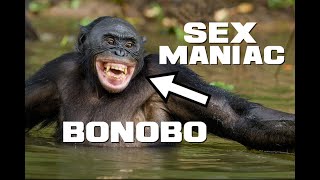 Bonobo Facts - The Peaceful Sex Maniac - Animal a Day