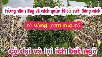 chia sẻ cách quản lí cỏ dại trong vườn sầu riêng