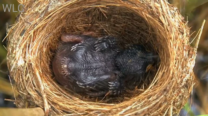 Cuckoo chick 🐥 eject egg 🥚 of Reed Warbler out of nest || Reed Warbler feeding cuckoo
