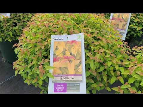 Video: Japansk spirea: plantering och skötsel