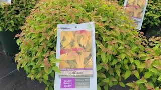 Spiraea Goldflame Japanese Spirea Intense Golden Foliage With Red Tips Bright Pink Flowers Youtube