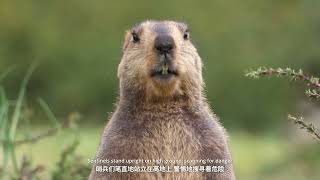 Details Marmots, scientifically known as groundhogs, are rodents of the squirrel family. Update