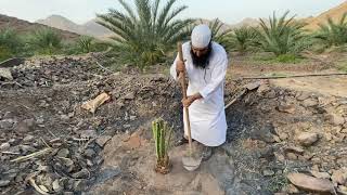 طريقة زراعة النخيل بالتفصيل-www.ajwafarmsa.com- Palm Dates Cultvattion - م منصور المحمدي
