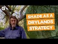 Shade as a drylands strategy