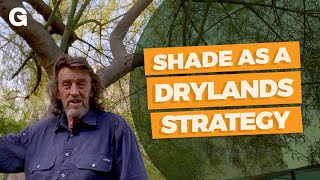 Shade as a Drylands Strategy