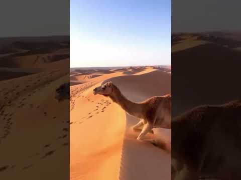 هكذا يصعد الجمل كثبان الصحراء سبحان الله