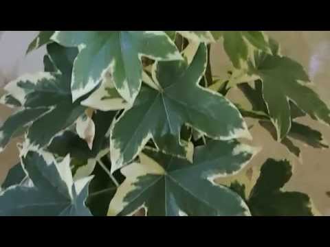 Video: Япон Fatsia: үйдө кам көрүү. Жапон Fatsia асыл тукум жана сүрөт