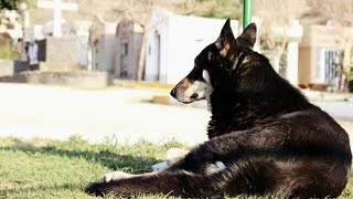 Этот верный пес приходит на могилу своего хозяина вот уже 11 лет.