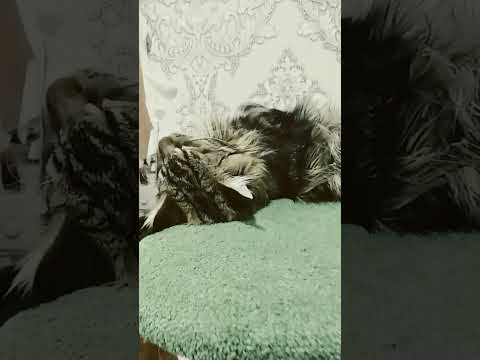 -Нет, спасибо,мне как-то не хочется