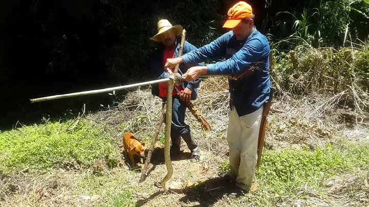 Domador Pascual Velasco