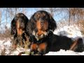 Gordon setter informasjons film の動画、YouTube動画。