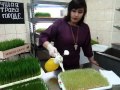 Подлесная Юлия. Витграсс. проращивание пшеницы  7 день - (ч.4)