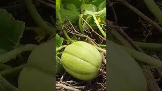 Download Lagu ☝️ blewah super lebat MP3