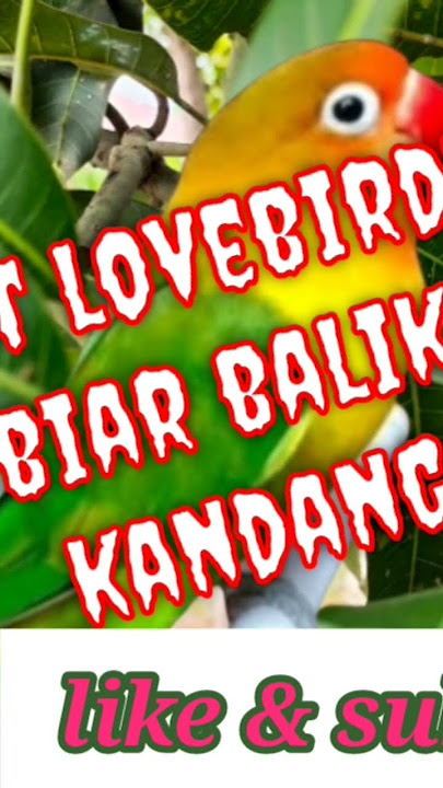suara pikat lovebird lepas... pasti mantab... 👍🏻👍🏻👍🏻