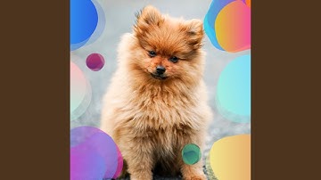 Pulsating Music for Calm Dog Moments