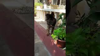 German shepherd puppy arrives at her new home by emanon 129 views 2 years ago 1 minute, 18 seconds