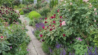 Розы и их партнёры. Прогулка по саду 25-27 мая, г.Пятигорск, зона 6б-7а, розы на зиму не укрываются.