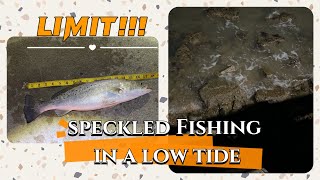 Speckled Fishing in a low tide: Limit#fishing #lurefishing #speckledtrout #texas