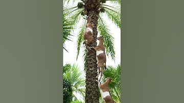 “Gravity? No Problem! Goats Climb Palm Trees”“Goats Harvesting Palm Fruits Like Farmers!” #ai #new