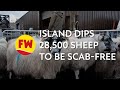Island dips 28500 sheep to be scabfree