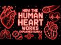 Literally Everything About How The Human Heart Works Explained Slowly (For Sleep)