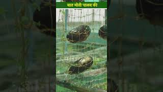 Pearl Farming: मोती पालन के लिए ऐसे बनाये सीप रखने का नेट  Moti Palan | Aquaculture viral shorts