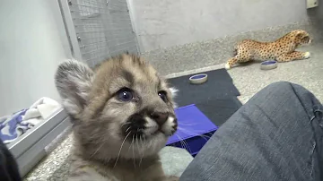 Rescued cougar orphans