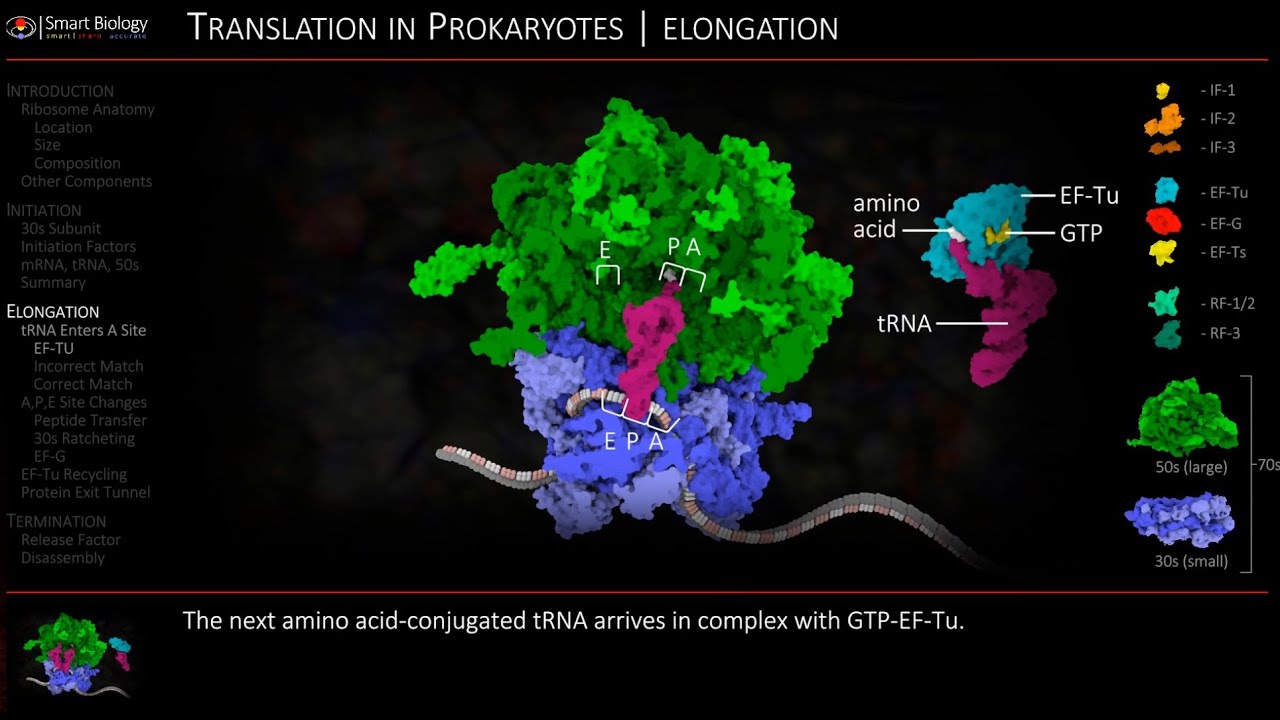 Translation Animation 3d Youtube Translation Prokaryotes Animation
