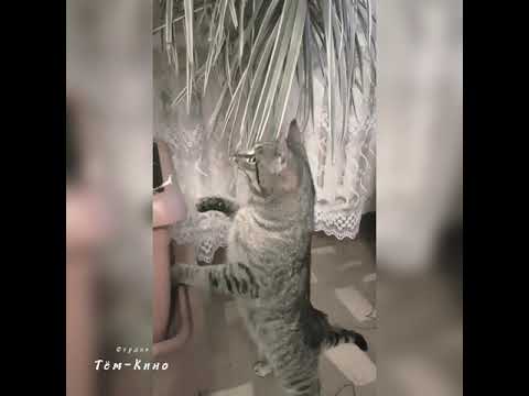 Барсик хулиган Shorts