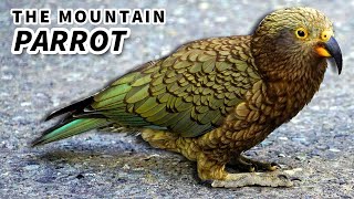 Kea Facts: the MOUNTAIN PARROT  Animal Fact Files