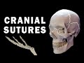 Cranial sutures anatomy