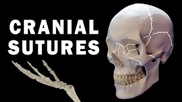 CRANIAL SUTURES ANATOMY