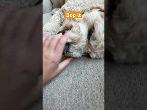 Bop it #dog