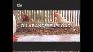 Download lagu Sampoerna Hijau - Koin (2015)