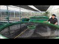 Commercial Aquaponics by MADE part 2.