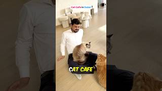 Vibrissae Cat Cafe in Dubai 🇦🇪