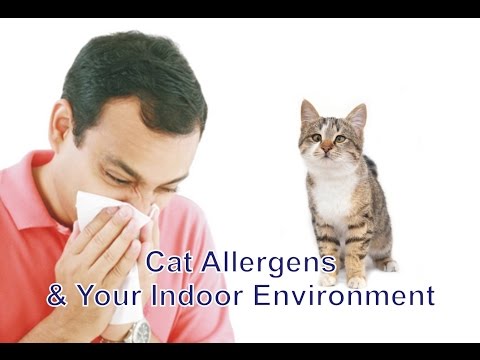 cat-allergens-&-your-indoor-environment