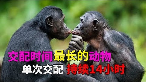 交配时间最长的动物 - 交配动物 - 动物的交配时间是多长？| 动物世界 - 天天要闻