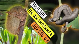 Ловим ЗМЕЙ и ЯЩЕРИЦ на Филиппинах Часть 3 / Snake hunting on Philippines Part 3 / Змеелов - ученый