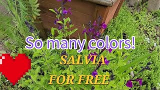 How I get free salvia plants 🪴 .
