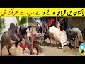 Pakistan main qurban honay walay sab say khaternak janwar  dangerous qurbani animal  nyki