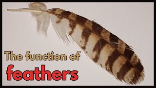The function of feathers