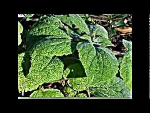Video: Pflanze Huflattich: Beschreibung, medizinische Eigenschaften und Kontraindikationen