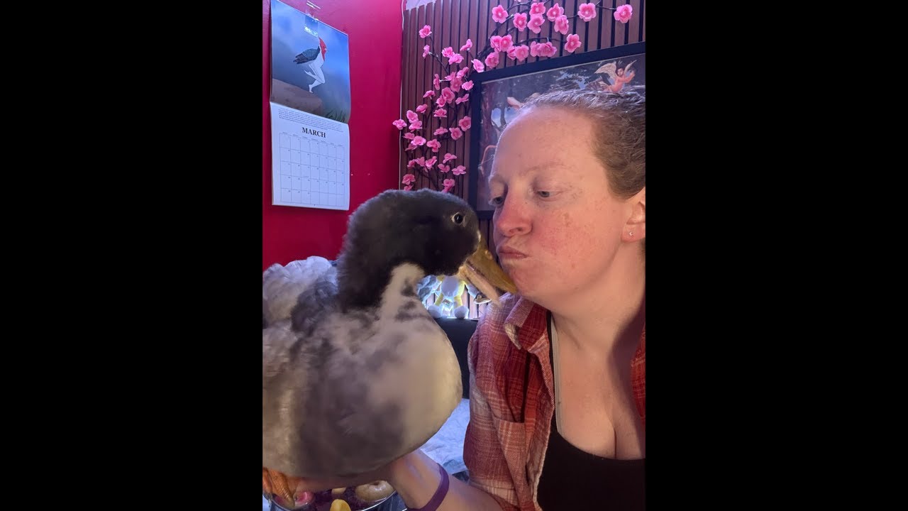 Olivia Gray the Duck